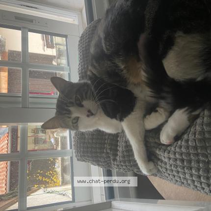 Foto 1/1 Napoleon Chat perdido en Bordeaux