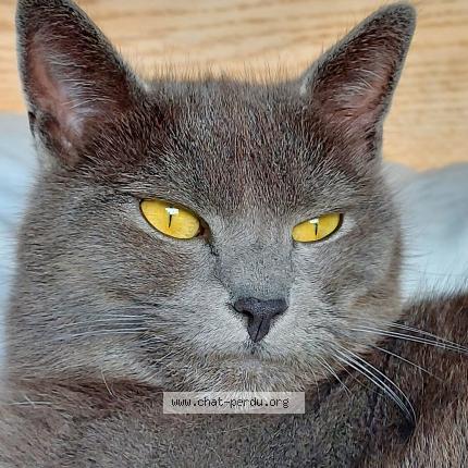 Foto 1/1 Coco Chat perdido en Argeles sur mer