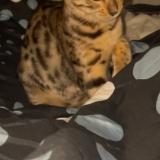 Foto del gato perdido en Basse Goulaine