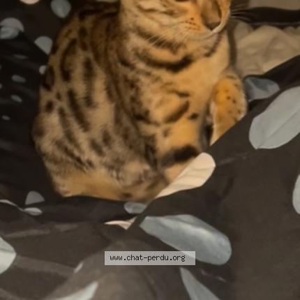 Foto 1/1 vida appel&eacute; &laquo;&nbsp;vivi&nbsp;&raquo; Chat perdido en Basse goulaine