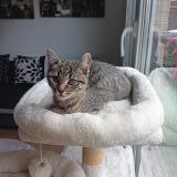 Foto del gato perdido en Entre Lille Fives Hellemmes