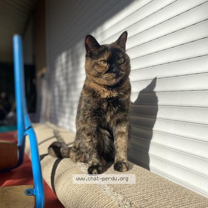 Foto 1/1 moumouss Chat perdido en Verrieres le buisson