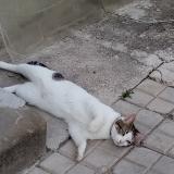 Foto del gato perdido en Melz Sur Seine