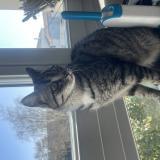 Foto del gato perdido en Saint Aignan De Grand Lieu