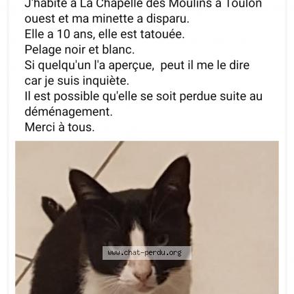 Foto 1/1 Chanel Chat perdido en Toulon