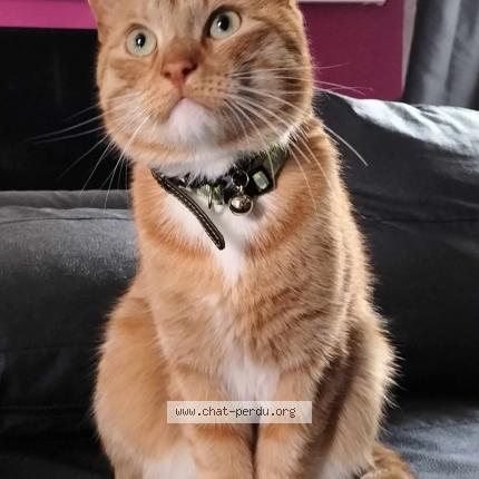 Foto 1/1 Tigrou Chat perdido en Oostende