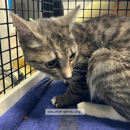 Foto 1/1 Gato encontrado Encontrado en Annoeullin