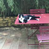 Foto del gato perdido en Le Pre Saint Gervais