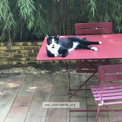 Foto 1/2 Cesar Chat perdido en Le pre saint gervais