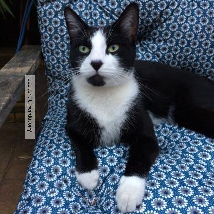 Foto 2/2 Cesar Chat perdido en Le pre saint gervais