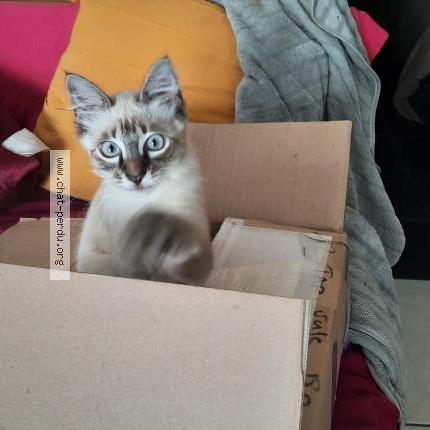 Foto 1/1 Rallye Chat perdido en Saint joseph