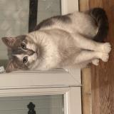 Foto del gato perdido en Brie Sous Archiac