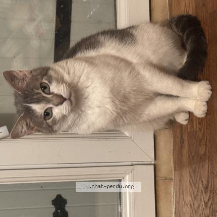 Foto 1/1 MIA Chat perdido en Brie sous archiac