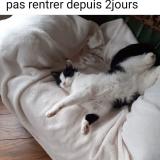 Foto del gato perdido en Hunawihr