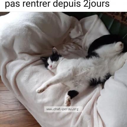 Foto 1/1 Mimi Chat perdido en Hunawihr