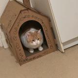 Foto del gato perdido en Angers