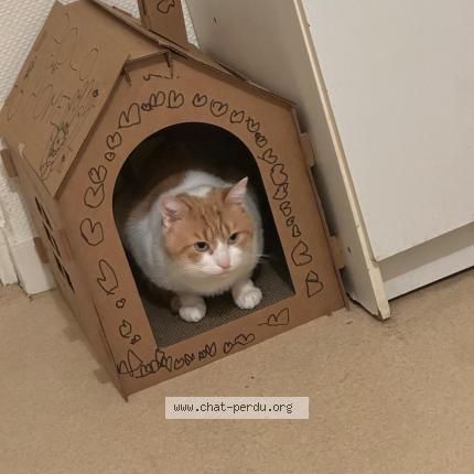 Foto 1/1 Polo Chat perdido en Angers