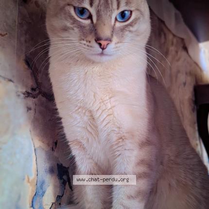 Foto 1/1 Chems Chat perdido en Saint etienne du rouvray