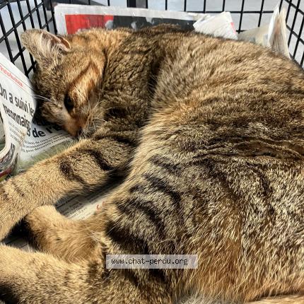 Foto 1/1 Gato encontrado Encontrado en Roubaix
