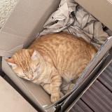 Foto del gato perdido en Jonage