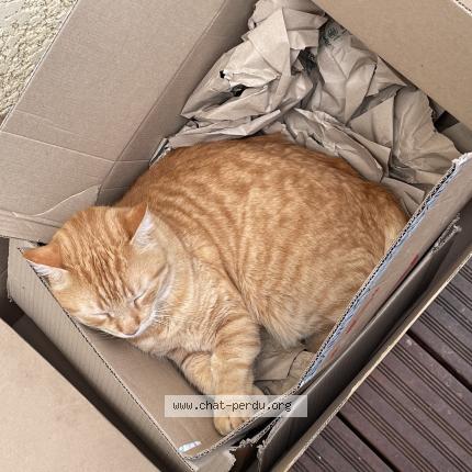 Foto 1/1 Prometheus Chat perdido en Jonage