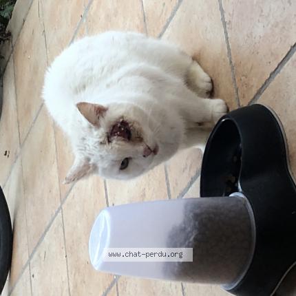 Foto 1/1 Gato encontrado Encontrado en Toulouse