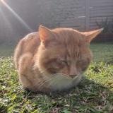 Foto del gato perdido en Highveld Centurion