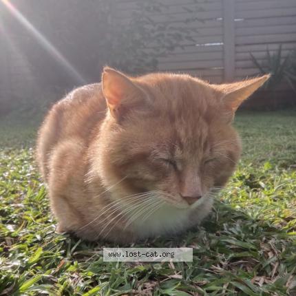 Foto 1/1 Lemon Chat perdido en Highveld centurion