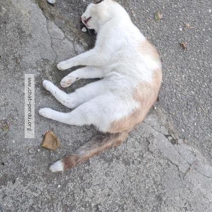 Foto 1/1 Gato encontrado Encontrado en Romans sur isere