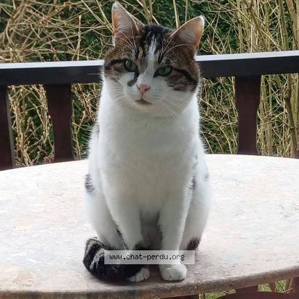 Foto 1/1 FRIPOUILLE Chat perdido en Longeville les saint avold