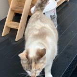 Foto del gato perdido en Vaires Sur Marne