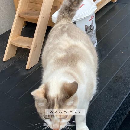 Foto 1/1 Teresita Chat perdido en Vaires sur marne