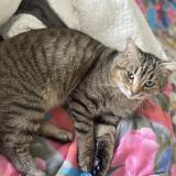 Foto del gato perdido en Saint Jean Aux Amognes