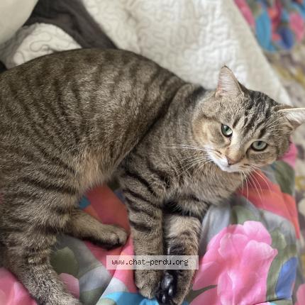 Foto 1/1 Blanco Chat perdido en Saint jean aux amognes