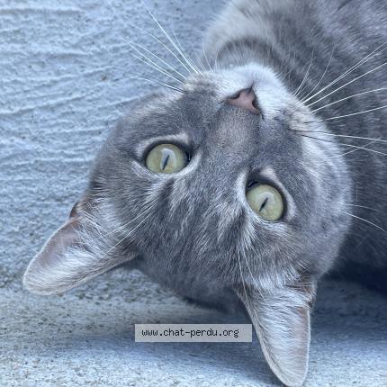 Foto 1/1 Plume Chat perdido en Saint ouen