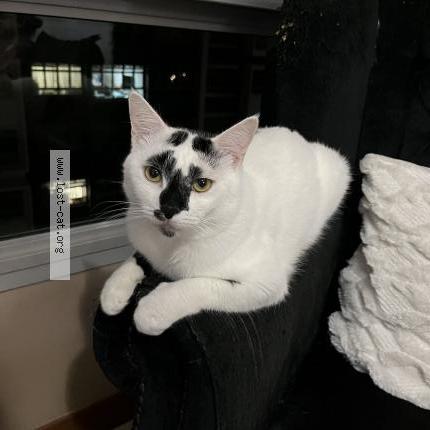 Foto 1/1 Oreo Chat perdido en Punggol place coralinus