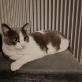 Foto del gato perdido en Bon Encontre