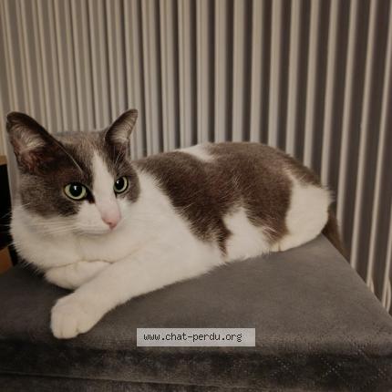 Foto 1/1 Cookie Chat perdido en Bon encontre
