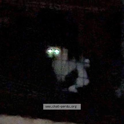 Foto 1/1 Gato encontrado Encontrado en Le raincy