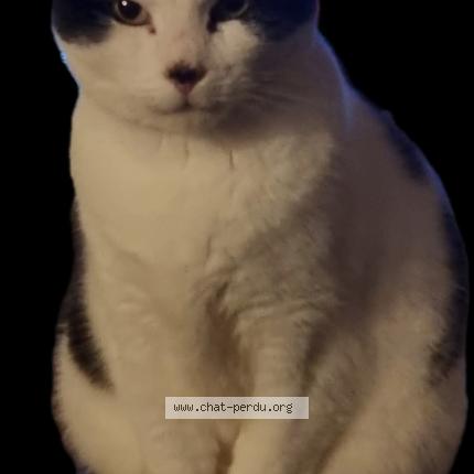 Foto 1/1 Mimi Chat perdido en Marsais sainte radegonde