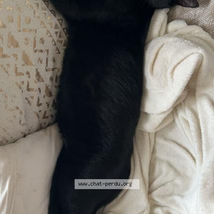 Foto 1/1 Tidji Chat perdido en Le havre