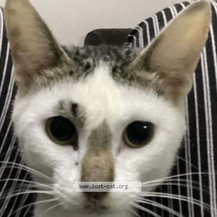 Foto 1/1 Winnie Chat perdido en Nairobi