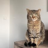 Foto del gato perdido en Chateau Thebaud