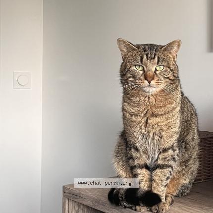 Foto 1/1 Muffy Chat perdido en Chateau thebaud