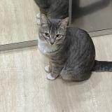 Foto del gato perdido en Paris