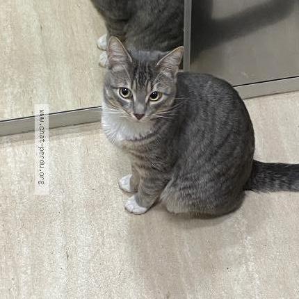 Foto 1/1 Ryuk Chat perdido en Paris