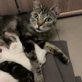 Foto del gato perdido en Roubaix