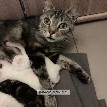 Foto 1/1 Mimine Chat perdido en Roubaix