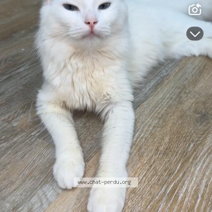 Foto 1/1 Maleina Chat perdido en Marignane