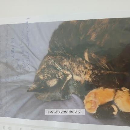 Foto 1/2 Maya Chat perdido en Lissay lochy